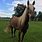 Rocky Mountain Horse Stallion