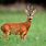 Roe Deer