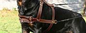 Rottweiler Leather Dog Harness