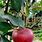 Russet Apple Varieties