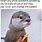Sad Otter Meme