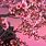 Sakura Tree iPhone Wallpaper