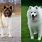 Samoyed Akita