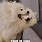 Samoyed Meme