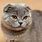 Scottish Fold Shorthair Cat