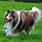 Scottish Shepherd Dog