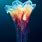 Scyphozoa Jellyfish