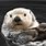 Sea Otter Photography