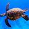 Sea Turtle Pictures