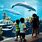 SeaWorld San Antonio Aquarium