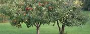 Semi-Dwarf Apple Tree Size