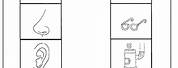 Sense Organs Outline Worksheet