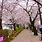 Seoul Korea Flowers