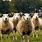 Sheep Cattle