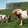 Shetland Pony Horse Breed
