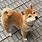 Shiba Inu Dog Cute