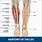 Shin Splints Muscle