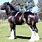 Shire Horse Stallion