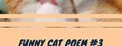 Short Funny Poems Cat
