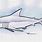 Shortfin Mako Shark Drawing