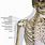 Shoulder Skeleton Anatomy