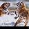 Siberian Tiger Fighting