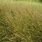Sideoats Grama Grass