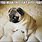 Silly Pug Memes