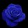 Single Blue Rose Flower