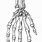 Skeleton Hand Illustration