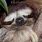 Sloth Asleep