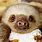 Sloths Are Cute