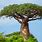 Small Baobab Tree