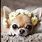 Small Chihuahua Puppies Cute