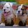 Small English Bulldog