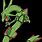 Small Green Dragon Pokemon
