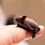 Smallest Bat