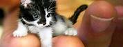 Smallest Cat On Earth