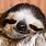 Smiling Sloth Image