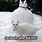 Snow Funny Cat Memes