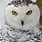 Snow Owl Face