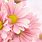 Soft Pink Floral Background