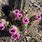 Sonoran Desert Cactus Flowers