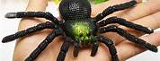 Spider Insect Tarantula Green Plastic Toy Rubber