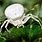 Spider with White