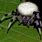 Spider with White On Back