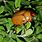 Spotted June Beetle