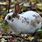 Spotted Rabbit Breeds
