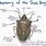 Stink Bug Anatomy