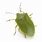 Stink Bug Pentatomidae